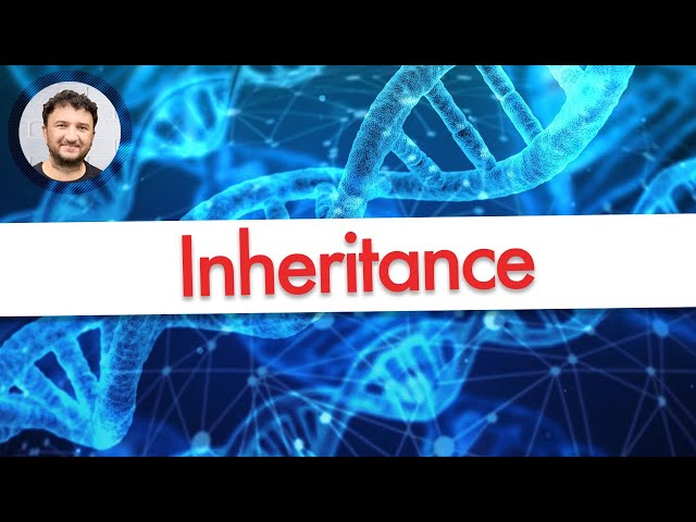 PHP OOP Inheritance