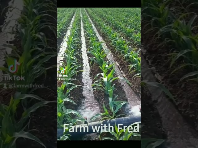 Furrow irrigation in maize farming