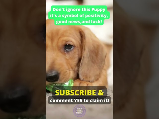 Don't Ignore This PUPPY, It's a Symbol of Positivity, Good News, & Luck #positiveaffirmations