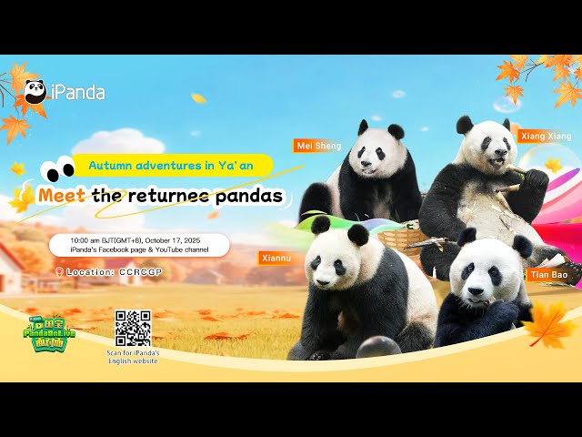 Broadcast: Autumn Encounters With Returnee Pandas In Ya’an | iPanda