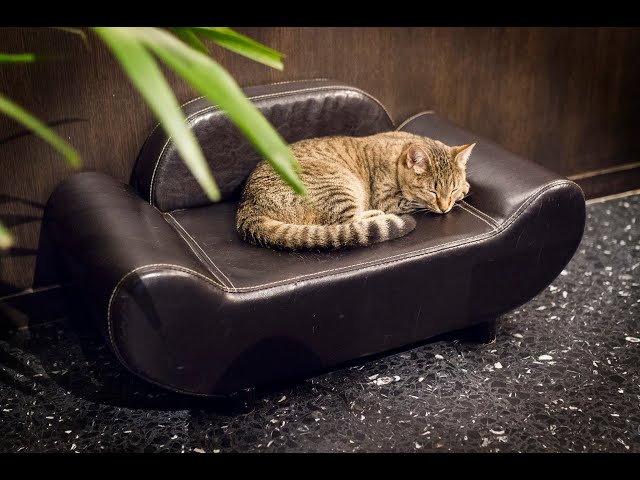 Java Whiskers Cat Café