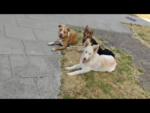 Reactive Dog Training With Coba, Caisar & Crugar🐾