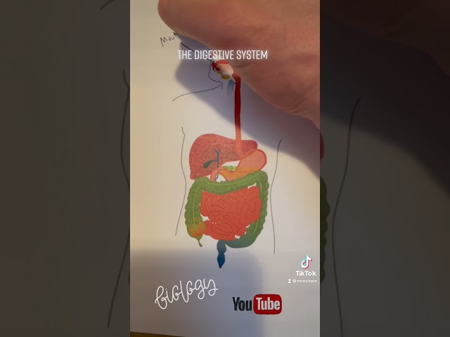 Follow me on TikTok for short revision tips
