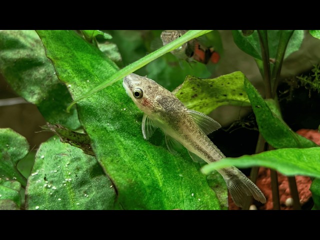 I Add Otocinclus catfish to my Planted Tank