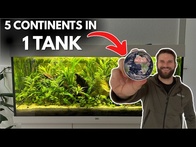 Adding 15 SPECIES from 5 continents to my fish tank: Guppy, Cory, Nerite & MORE