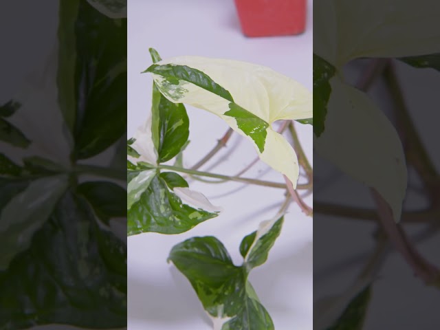 Syngonium podophyllum ( Plant Spotlight #3 )