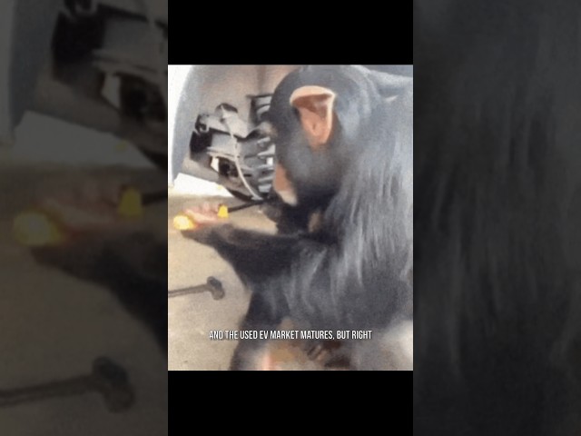 MONKEY FIXES ELECTRIC CAR! #electriccars #tesla #cars #shorts