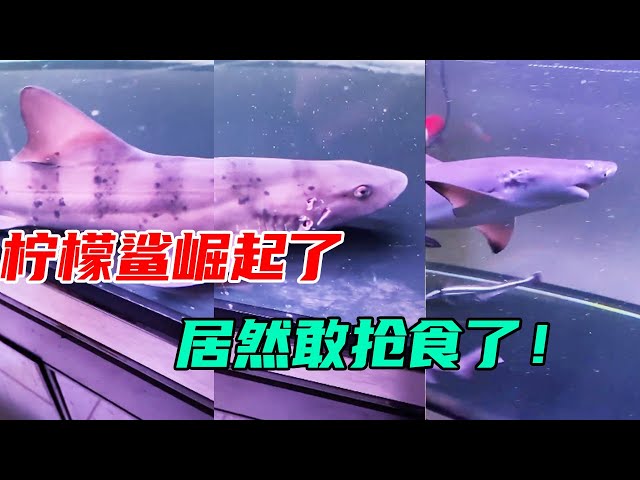 Lemon Shark Rising Amidst Adversity? How dare you grab food! 【Der's pushy Wang Xiaoguai】