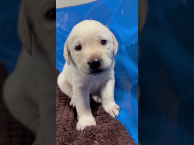 Lab Puppy Finding her Voice. Adorable 3-Week-Old SIENNA Singing & Talking #labrador #puppy