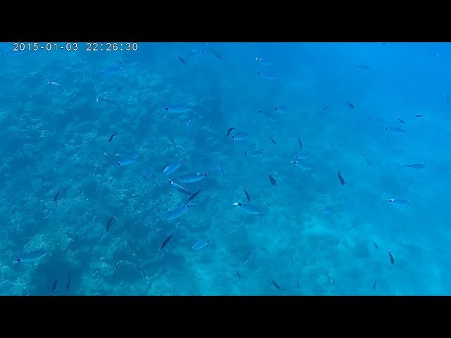 Isola di Rab - Riprese Subacquee