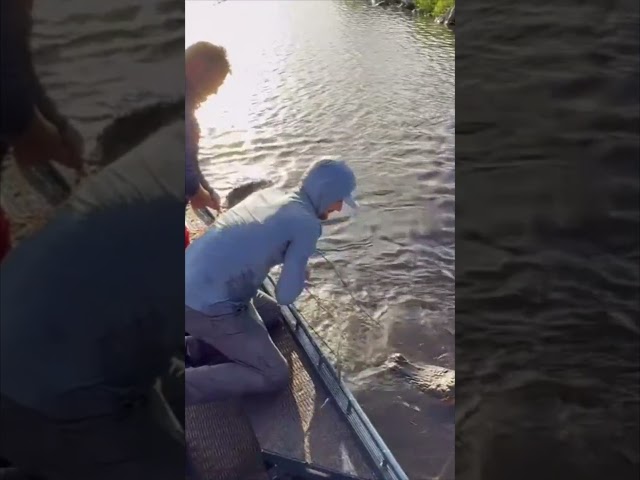 BIG ALLIGATOR CAPTURED! 8/8 #viral #short #youtubeshorts #shorts #viralvideo #youtube #shortvideo
