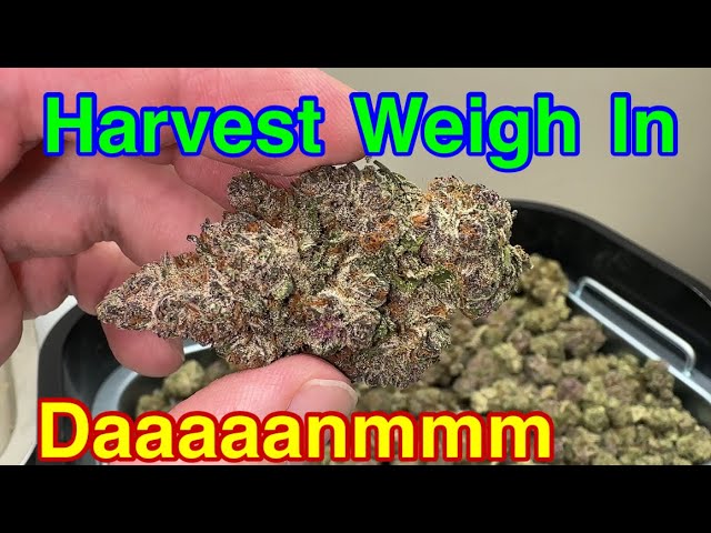 Harvest weight - defol - breeding plants