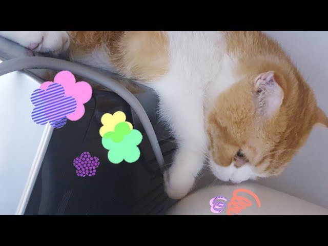 [180 3D] verelife 6 새로운 장난감(new toy)