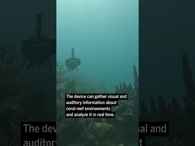 A curious coral reef robot