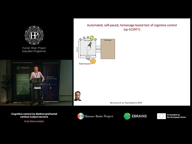 Huib Mansvelder - Cognitive control by distinct prefrontal cortical output neurons
