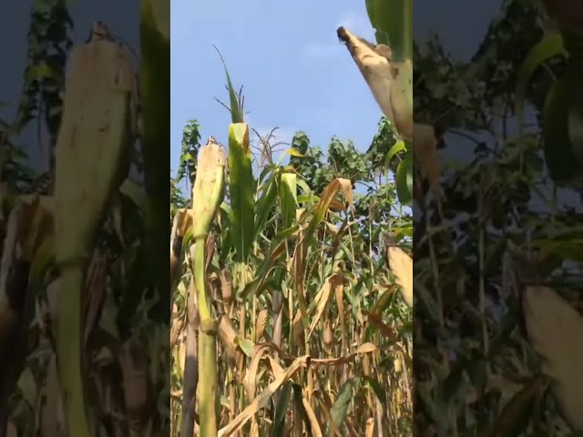 Secret to Bigger Corn .Rahasia Jagung Jumbo: Alasan Kenapa Daun Harus Dipangkas