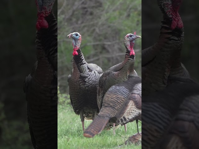 Beard length, tail fan, full gobble? At what point does he cross the threshold? What do you think?
