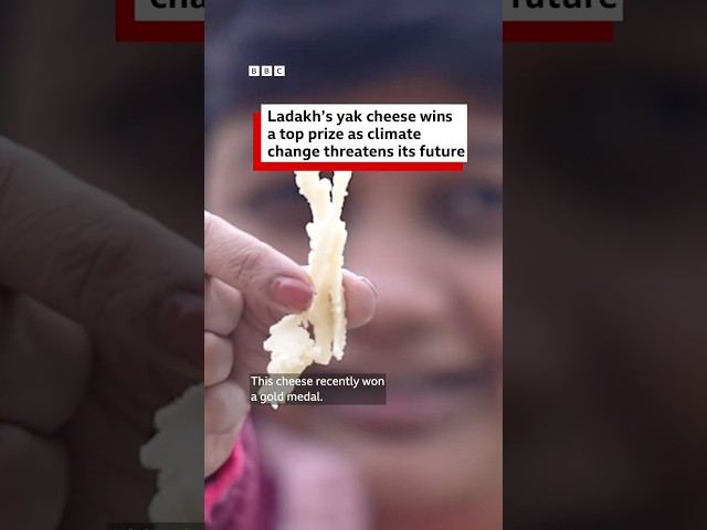 Ladakh's yak cheese wins a top prize as climate change threatens its future | BBC News India