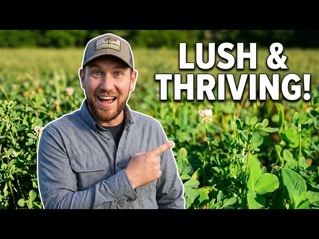 This Is What a Thriving Perennial Food Plot Looks Like!