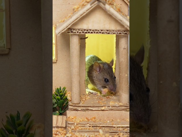 Can Your Cat Catch This? 🐭 Real Mouse in Tiny House 🏠 #CatTV #Shorts