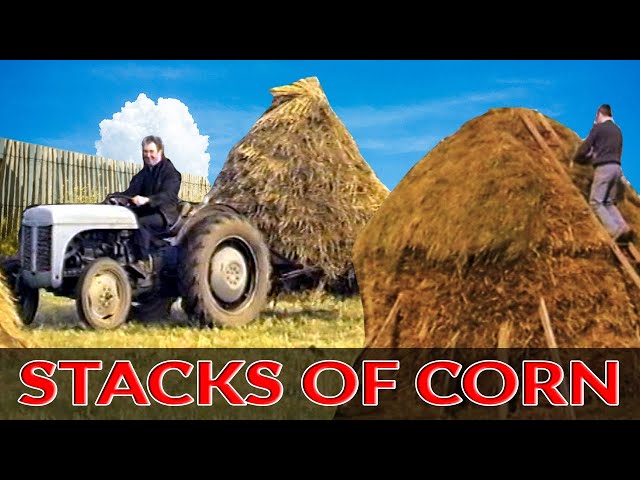 Vintage Farming in Ireland in the 1950s - Harvesting Oats - Traditional Farming Documentary