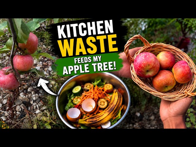 Everyone Asks Why My Fruit Trees Produce So Much Fruit… Here's Why