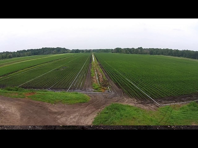 Superior Sales Presents Eding Brothers Celery Farm