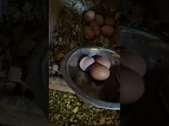 "¡Descubre el Secreto para Recolectar Huevos Frescos del Gallinero! 🐔🥚"
