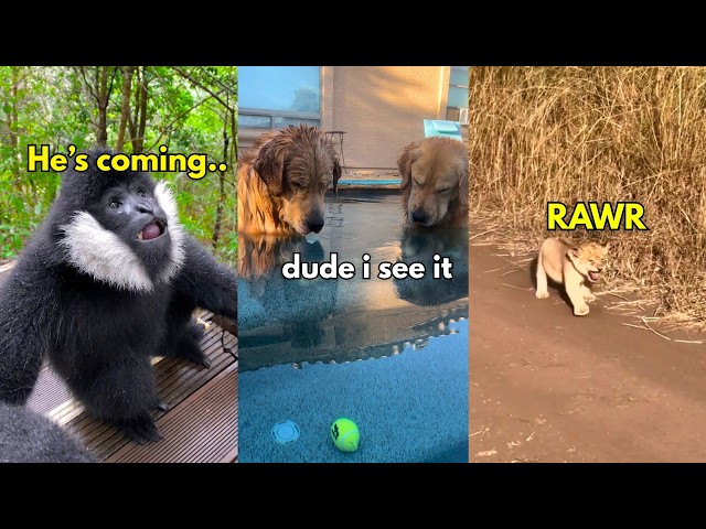 Funny Animal Voiceovers (2025)