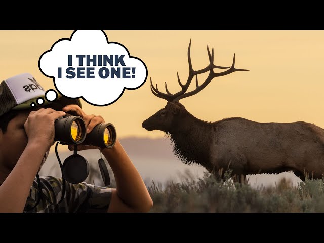 How To Scout For Elk