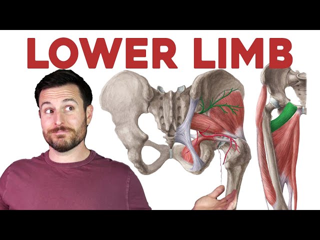 How to Remember Every Muscle of the Lower Limb and Leg | Corporis