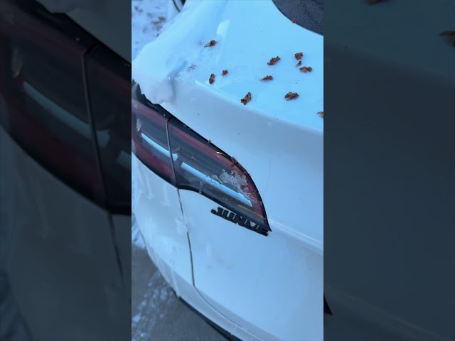 Iowa winter vs Tesla doors (Tesla loses) #tesla #winter #fail