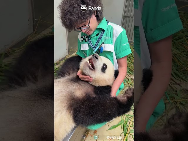 Panda Cub And Its Favorite Human | iPanda #shorts #HKPanda