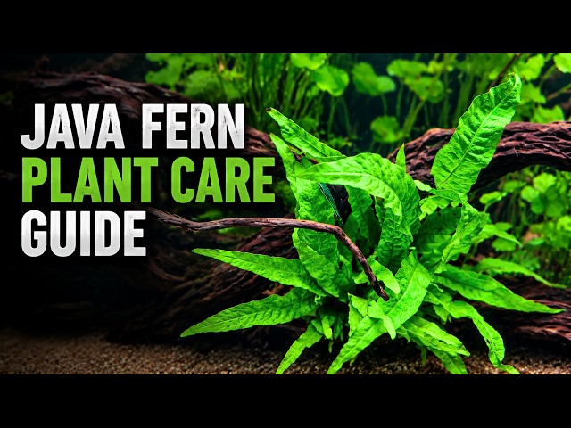 Everything you need to know about JAVA FERN (before you buy)! Tips, Tricks, Tutorial 🌿
