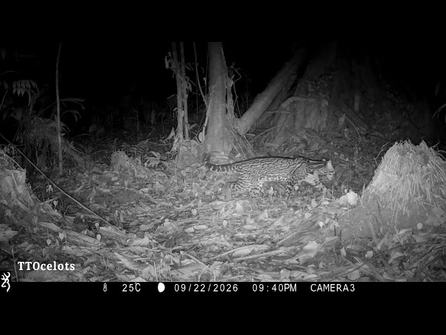 Ocelot in Trinidad! (See description)