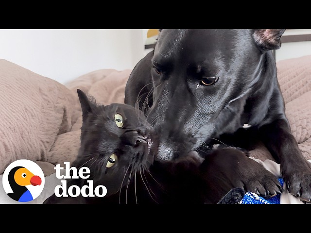 Dog “Corncobs” His Cat Sister Every Chance He Gets | The Dodo