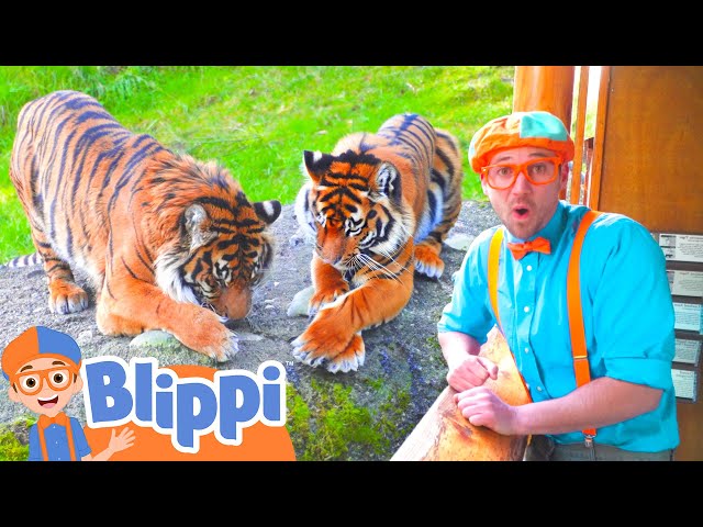 Blippi Visits Tigers and More! |  Blippi and Meekah Best Friend Adventures | Educational Videos