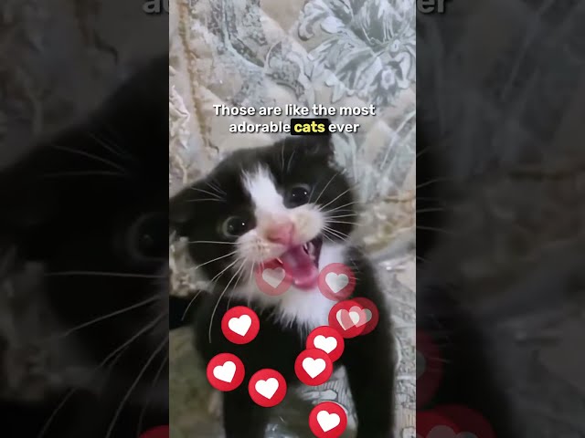 Adding the cutest cat to my game  #indiegame #cat