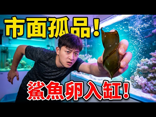 A Rare Shark Egg Finds a New Home, Can an Electric Eel Really Not Zap a Crawfish? Rushing a Racco...