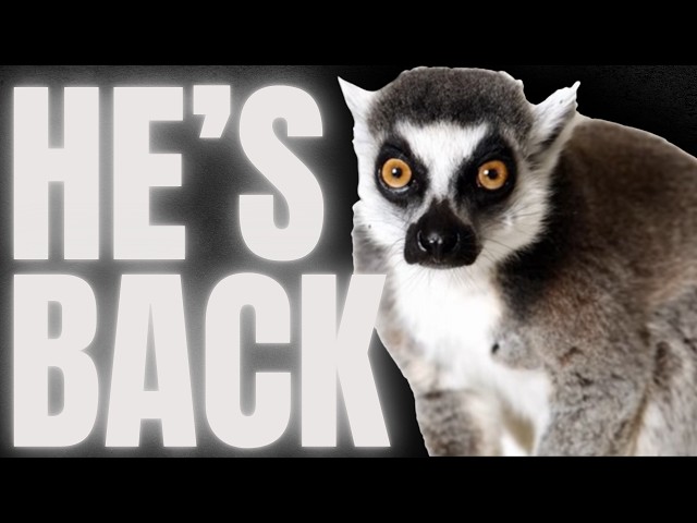 The Leaping Lemur RETURNS