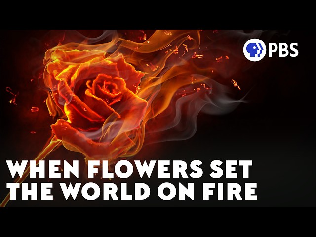 130 Million Years Ago, the World Caught Fire