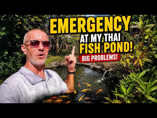 Who's EATING my Koi Carp Fish?! HUGE DISCOVERY!