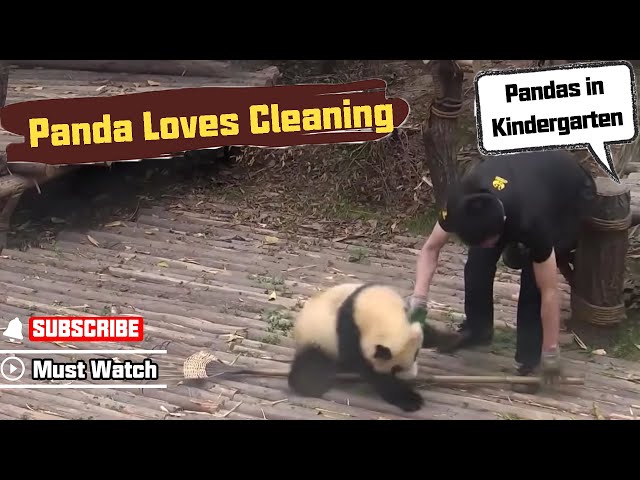 Baby Panda Girl Is Fond Of Cleaning | iPanda
