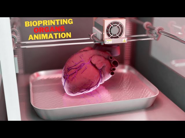 The Process of Making 3D Printed Organs  | Animation