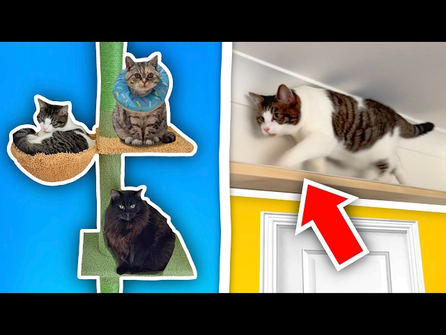 I Built Cat WALKWAYS Around My House!