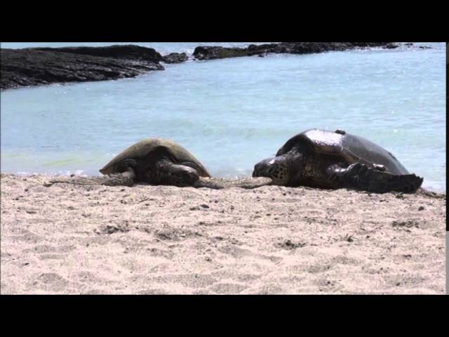 Bestest Friend Sea Turtles
