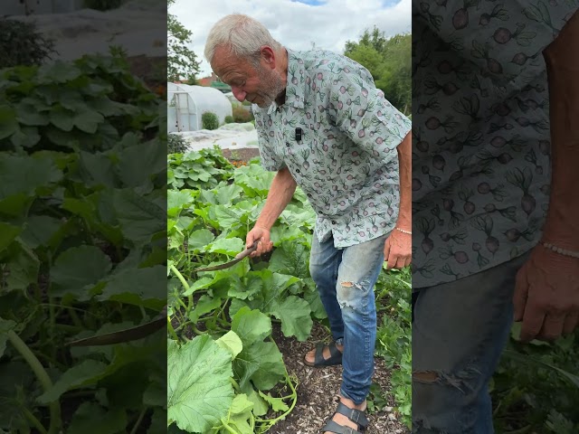 Squash Are So Healthy and Easy with No Dig