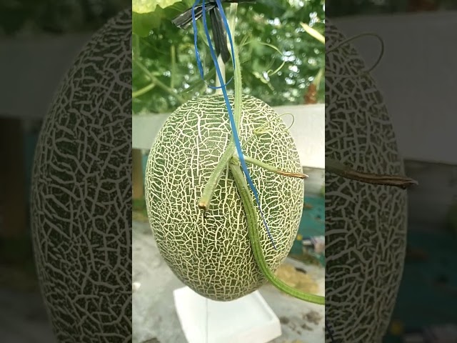 panen melon. hydroponik,