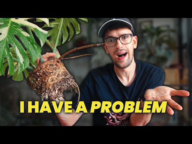 I Let My Plant Collection Get WAY Out of Hand…