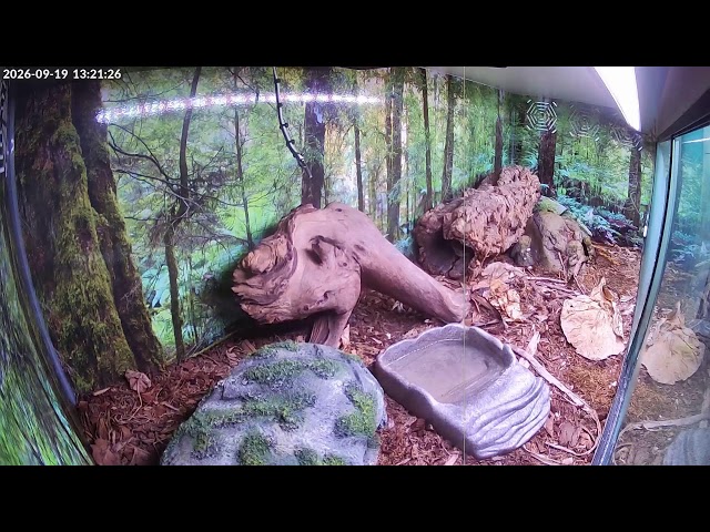 Mister Slinky the Ball Python Live Stream